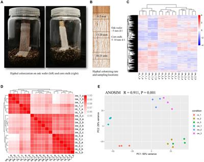 Comparative analysis of simulated in-situ colonization and degradation by Lentinula edodes on oak wafer and corn stalk